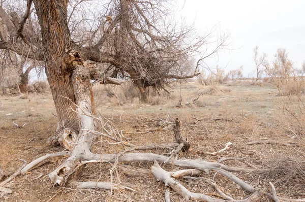 Steppe arbre d'hiver avec noeud armé. Kazakhstan — Photo
