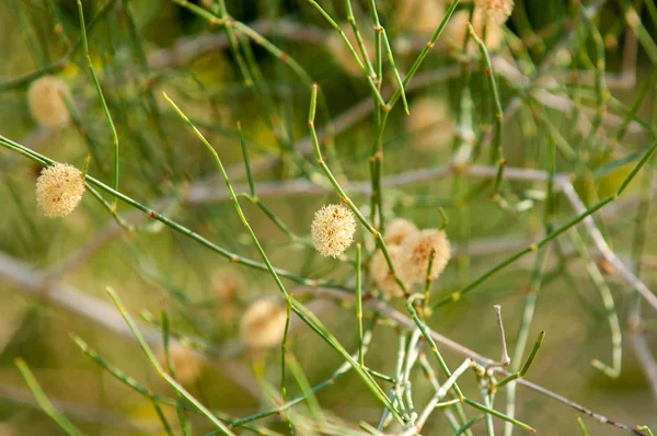 Stäppen sommaren. Turgai Spara. Sjön i öknen — Stockfoto