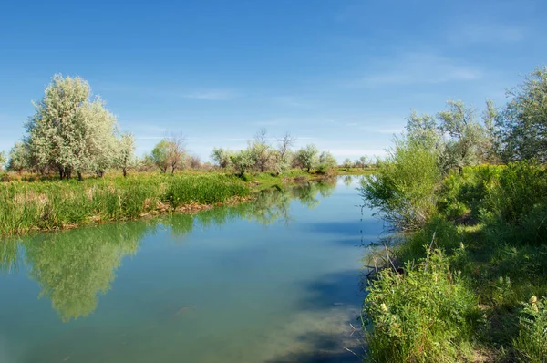 Steppe river reeds summer — Stock Photo, Image