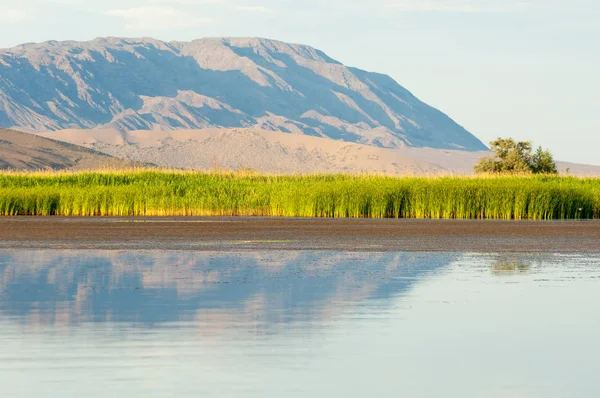 Verão de estepe. Turgai salva. Lago no deserto — Fotografia de Stock