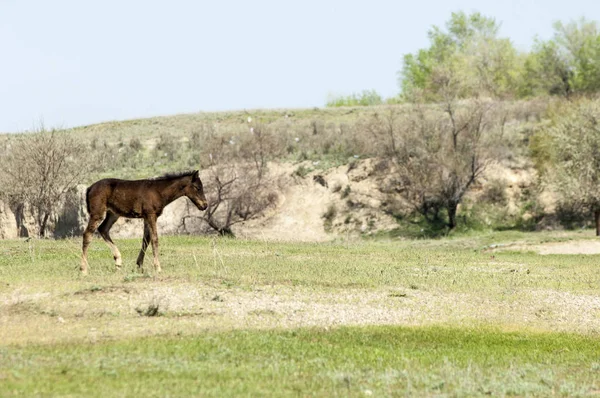 Bozkır, çayır, veld, veldt