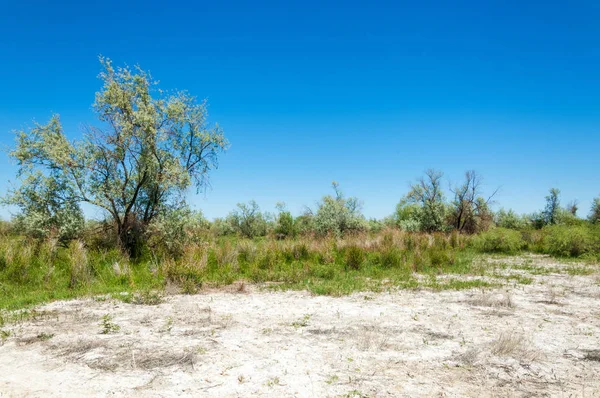 Saltlösning, salt-marsh — Stockfoto