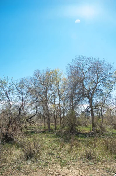 Estepa, pradera, terciopelo, terciopelo — Foto de Stock