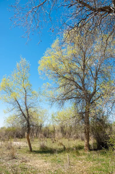 Estepa, pradera, terciopelo, terciopelo — Foto de Stock