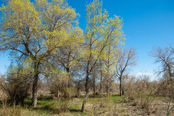 Steppe, prairie, veldt, veld — Stockfoto