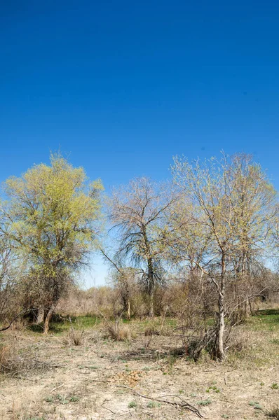 Steppe, prairie, veldt, veld — Photo