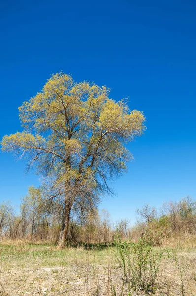 Steppe, Prärie, Veldt, Veld — Stockfoto