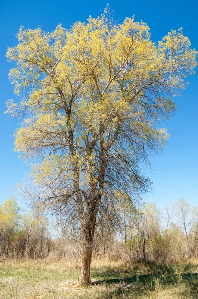 Estepa, pradera, terciopelo, terciopelo — Foto de Stock