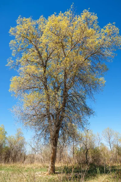 Estepa, pradera, terciopelo, terciopelo — Foto de Stock