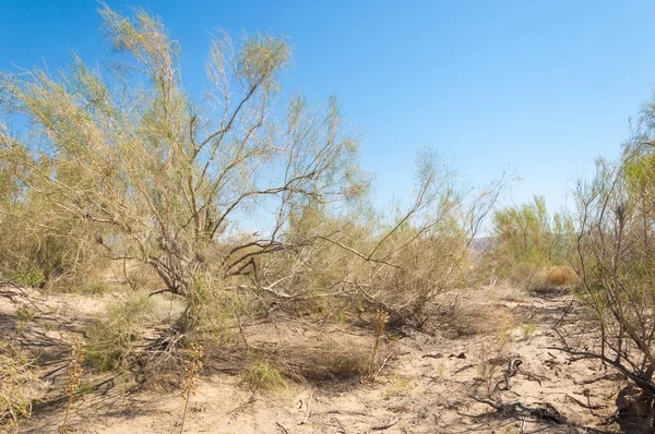 Verão de estepe. Turgai salva. Lago no deserto — Fotografia de Stock