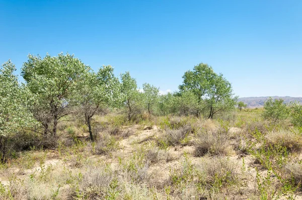 Steppensommer. turgai sparen. See in der Wüste — Stockfoto