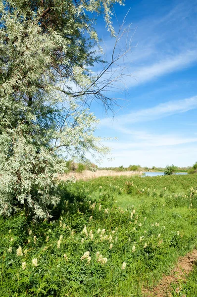 Steppe, Prärie, Veldt, Veld, Aue — Stockfoto