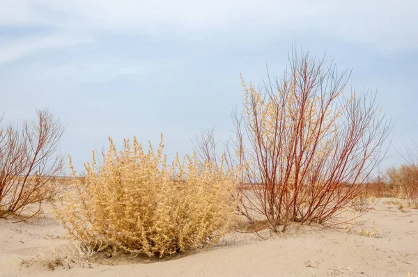 Steppe — Stock Image Steppe Stock Picture