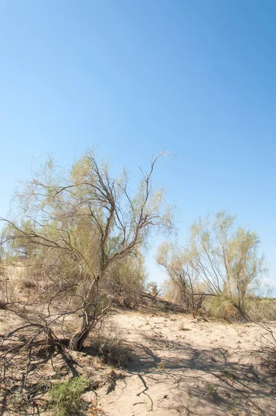 Steppe summer. Turgai save. Lake in the desert — Stock Image Steppe summer. Turgai save. Lake in the desert Stock Image