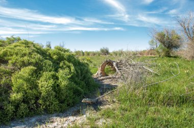 Bozkır, çayır, veldt, veld, taşkın