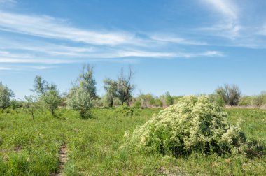 Bozkır, çayır, veldt, veld, taşkın