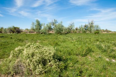 Bozkır, çayır, veldt, veld, taşkın