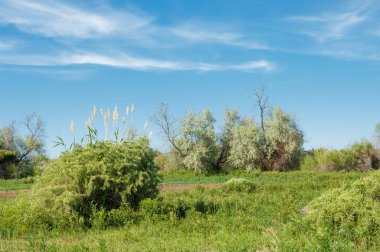 Bozkır, çayır, veldt, veld, taşkın