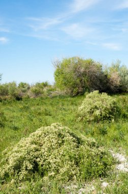 Bozkır, çayır, veldt, veld, taşkın