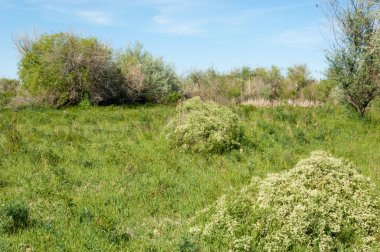 Bozkır, çayır, veldt, veld, taşkın