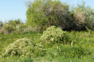 Bozkır, çayır, veldt, veld, taşkın