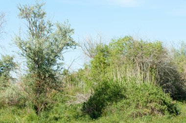 Bozkır, çayır, veldt, veld, taşkın