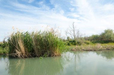 Bozkır nehir sazlık yaz