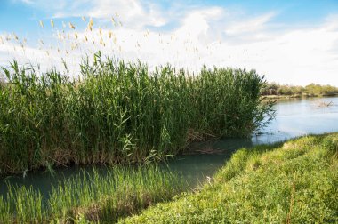 Bozkır nehir sazlık yaz