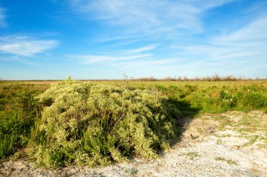 Bozkır tuzlu topraklar
