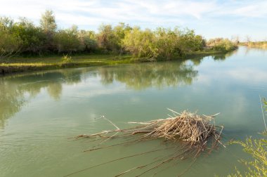 Bozkır nehir sazlık yaz
