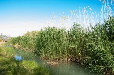 Bozkır nehir sazlık yaz