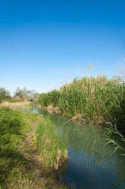 Bozkır nehir sazlık yaz