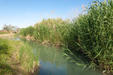 Bozkır nehir sazlık yaz