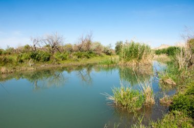 Bozkır nehir sazlık yaz
