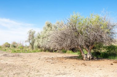 Bozkır tuzlu topraklar