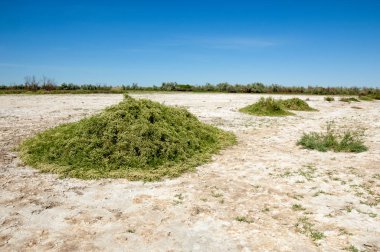 Bozkır tuzlu topraklar