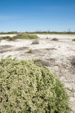 Bozkır tuzlu topraklar