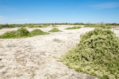 Bozkır tuzlu topraklar