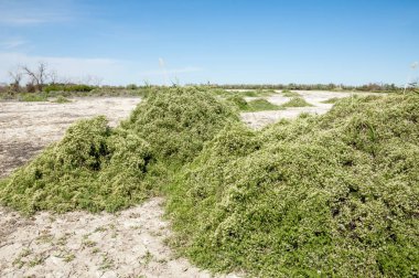 Bozkır tuzlu topraklar