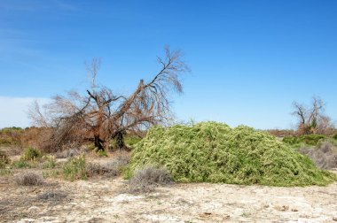 Bozkır tuzlu topraklar