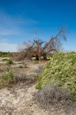 Bozkır tuzlu topraklar. tuz tuz tuz. Bozkır çayır ve