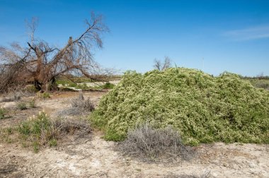Bozkır tuzlu topraklar