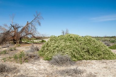 Bozkır tuzlu topraklar