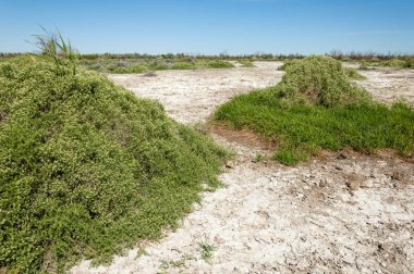Bozkır tuzlu topraklar