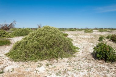 Bozkır tuzlu topraklar