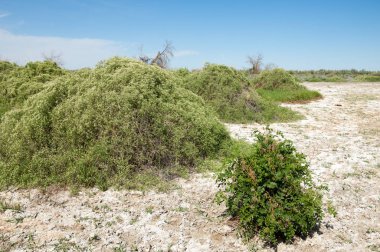 Bozkır tuzlu topraklar