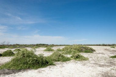 Bozkır tuzlu topraklar
