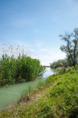 Bozkır nehir sazlık yaz