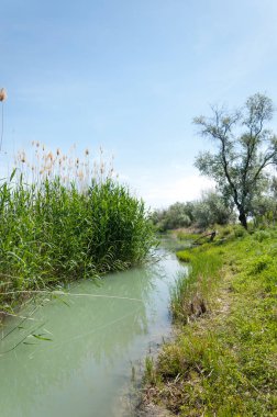 Bozkır nehir sazlık yaz