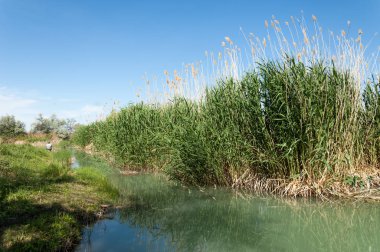 Bozkır nehir sazlık yaz